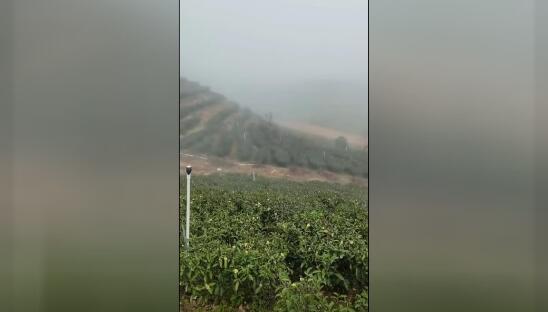 五华县天然湖农业发展有限公司茶山视频